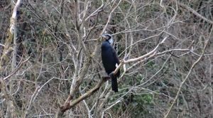 Un cormorano nel dormitorio al Furlo