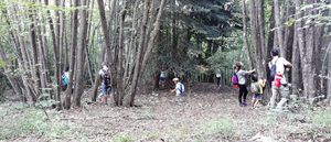 Alla scoperta degli alberi del Furlo Alla scoperta degli alberi del Furlo