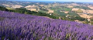 Lavanda in fiore a Mombaroccio