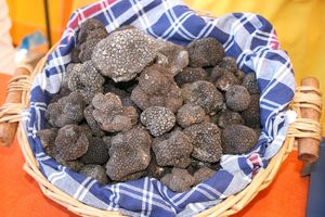 Tartufo nero estivo di Acqualagna