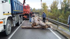 Rimozione tronchi sotto le navate  ponte sul Metauro SP 16 bis  2 