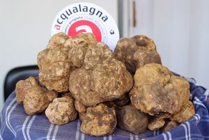 Tartufo di Acqualagna